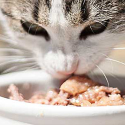 mokre karmy dla Kotów - Trzebnica