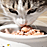 Mokra karma dla kota - Jedlicze